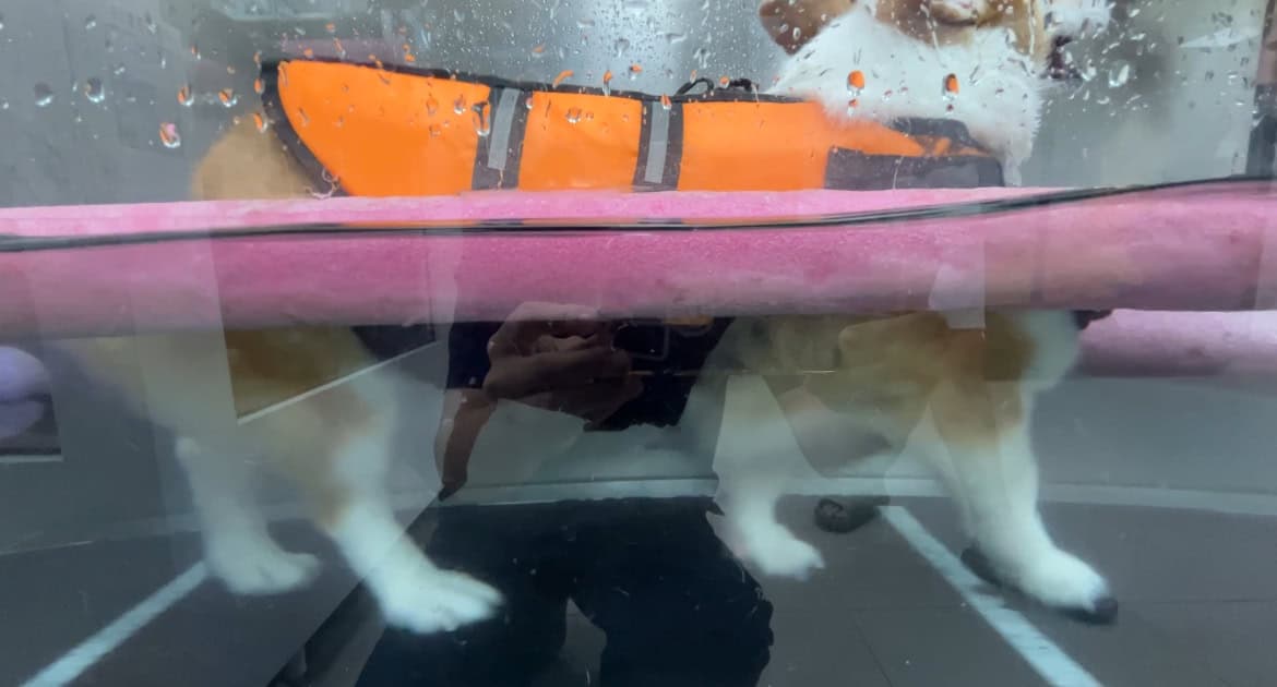 一張含有 狗, 柳橙, 寵物, 哺乳動物 的圖片AI 產生的內容可能不正確。