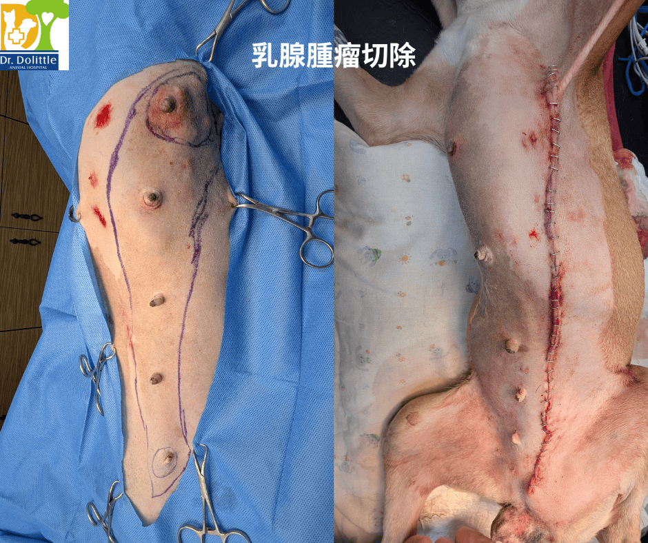 A dog with surgery on its bodyAI-generated content may be incorrect.